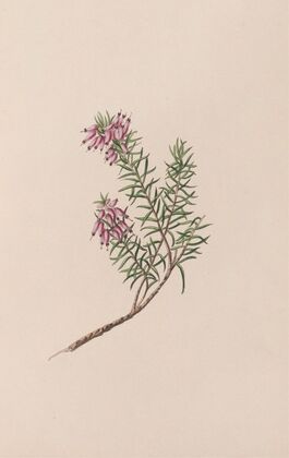 Dwarf Heath