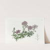 Dwarf Purple Vervain by Sydenham Edwards