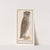 Dwergooruil (Otus scops) Stok uijl. Asio otus. moyen duc hibou (1596-1610) by Anselmus Boëtius de Boodt
