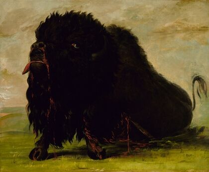 Dying Buffalo, Shot with an Arrow