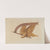 Eagle by American 20th Century