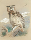Eagle Owl (1916)
