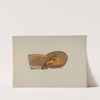 Eagle Woodcarving by Willard Hazen