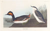 Eared grebe