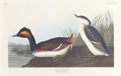Eared grebe