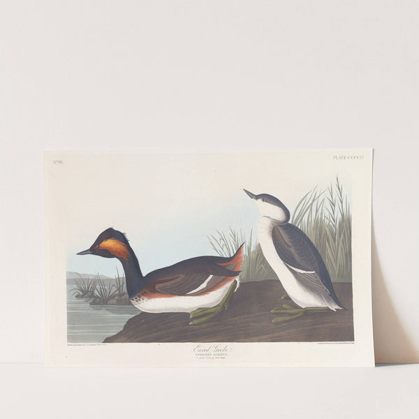 Eared grebe by John James Audubon