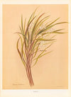 Earina Mucronata