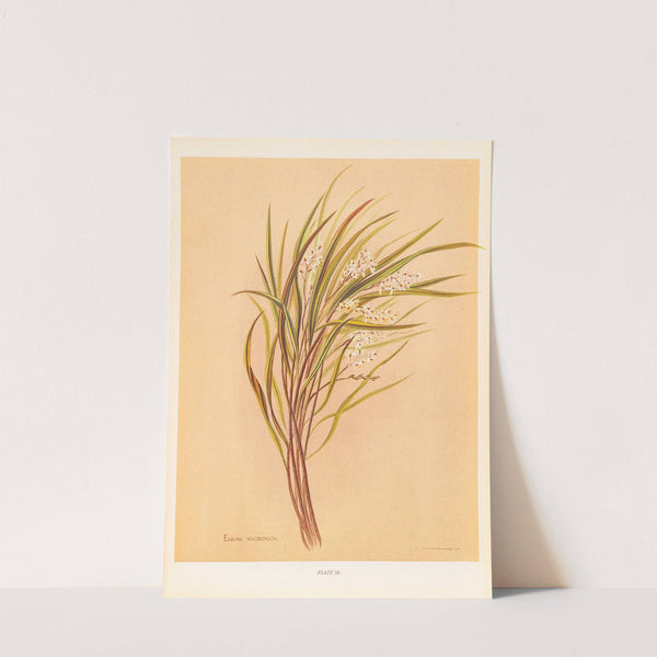 Earina Mucronata by Georgina Burne Hetley