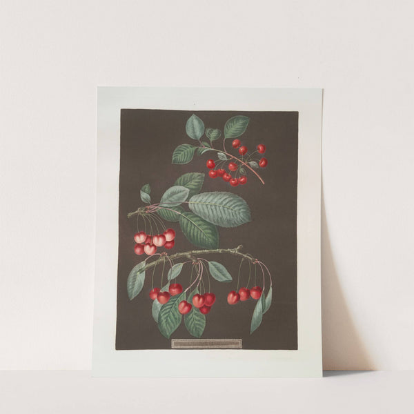 Early May, Adam’s crown and Red-heart cherries. (1812) by George Brookshaw