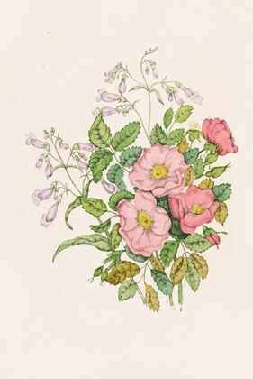 Early Wild Rose, Pentstèmon Beard-Tongue