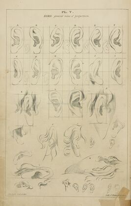 Ears – general proportions