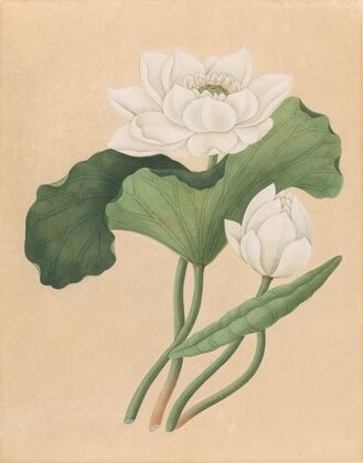 East Indian Lotus (Nelumbo nucifera) (late 19th century)