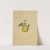 Easter Beurre Pear (1872) by Dellon Marcus Dewey
