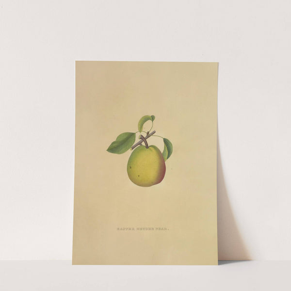 Easter Beurre Pear (1872) by Dellon Marcus Dewey