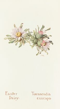 Easter Daisy (1915)
