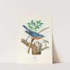 Eastern Bluebird (1882) by Edwin L. Sheppard