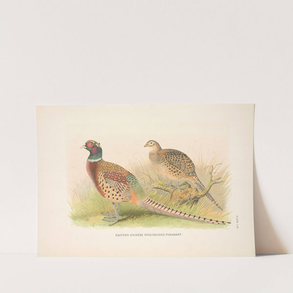 Eastern Chinese Ring-necked Phaesant (Phasianus colchicus torquatus). (1918-1922) by Henry Jones
