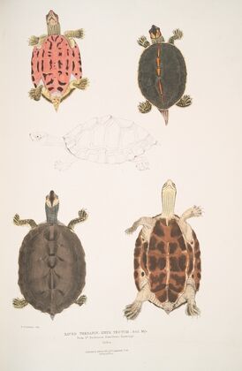 Eaved Terrapin, Emys tectum.