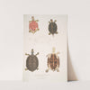 Eaved Terrapin, Emys tectum. (1830-1834) by John Edward Gray