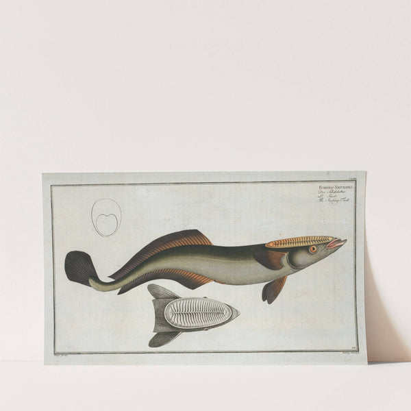 Echeneis Neucrates, The Sucking-Fish. (1785-1797) by Marcus Elieser Bloch