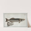 Echeneis Remora, The Sucking-Fish. (1785-1797) by Marcus Elieser Bloch