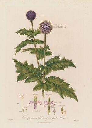Echinops spaerocephalus ; or Great Globe Thistle (1799–1810)