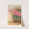Echinopsis Pentlandi by Charles Antoine Lemaire