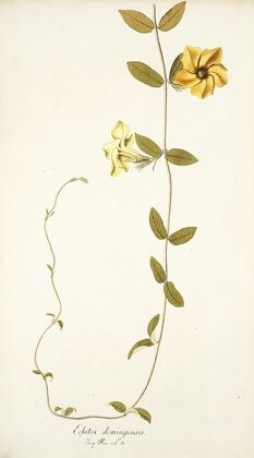 Echites domingensis