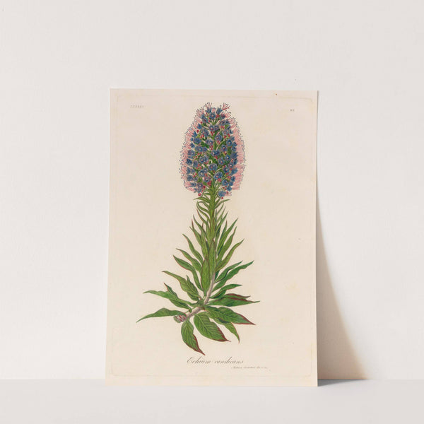 Echium candicans (1818-1824) by Gaetano Savi