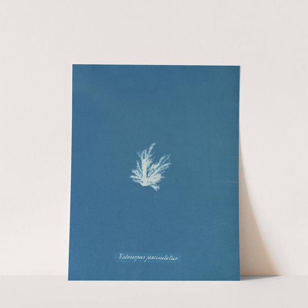 Ectocarpus fasciculatus by Anna Atkins