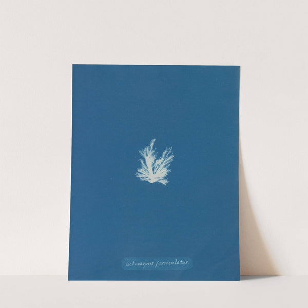 Ectocarpus fasciculatus. by Anna Atkins