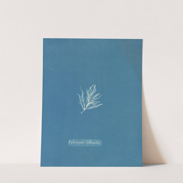 Ectocarpus littoralis by Anna Atkins
