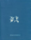 Ectocarpus sphærophorus