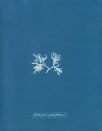 Ectocarpus sphærophorus