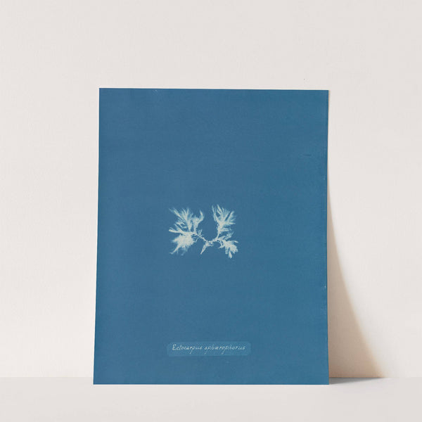 Ectocarpus sphærophorus by Anna Atkins