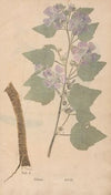 Ectypa vegetabilium Pl.001 (1760-1764)