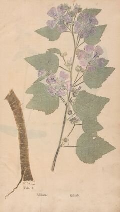 Ectypa vegetabilium Pl.001 (1760-1764)