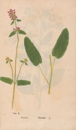 Ectypa vegetabilium Pl.002 (1760-1764)
