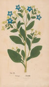 Ectypa vegetabilium Pl.003 (1760-1764)