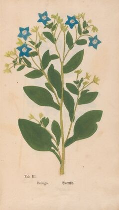 Ectypa vegetabilium Pl.003 (1760-1764)