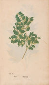 Ectypa vegetabilium Pl.004 (1760-1764)