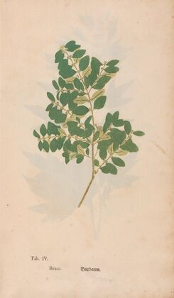 Ectypa vegetabilium Pl.004 (1760-1764)