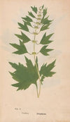 Ectypa vegetabilium Pl.005 (1760-1764)