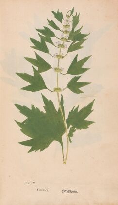 Ectypa vegetabilium Pl.005 (1760-1764)