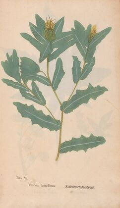 Ectypa vegetabilium Pl.006 (1760-1764)
