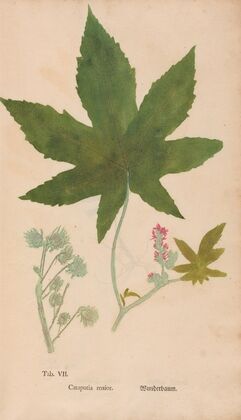 Ectypa vegetabilium Pl.007 (1760-1764)
