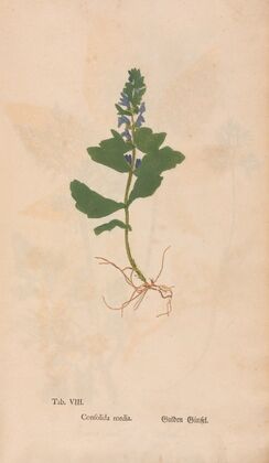 Ectypa vegetabilium Pl.008 (1760-1764) — size preview