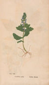 Ectypa vegetabilium Pl.008 (1760-1764)