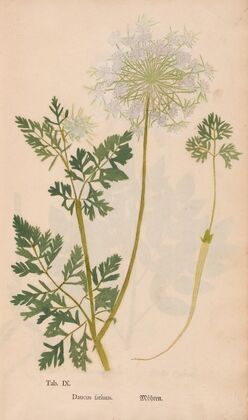 Ectypa vegetabilium Pl.009 (1760-1764)