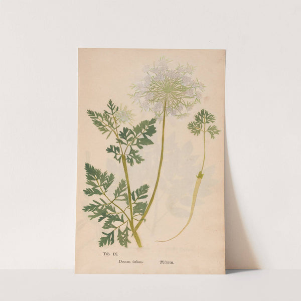 Ectypa vegetabilium Pl.009 (1760-1764) by Christian Gottlieb Ludwig